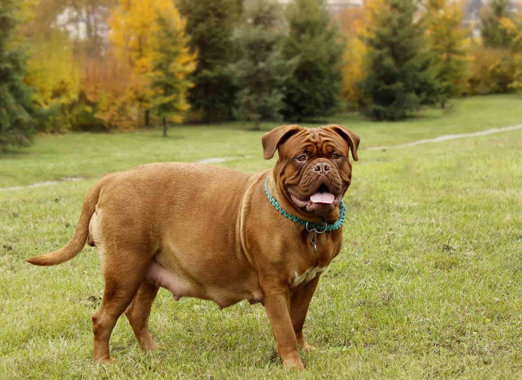 Synes Shining mini Hur länge är en hund dräktig? - Lycklig hund