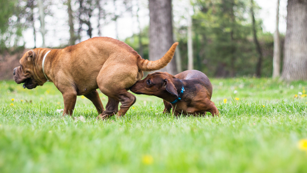 hund som löper