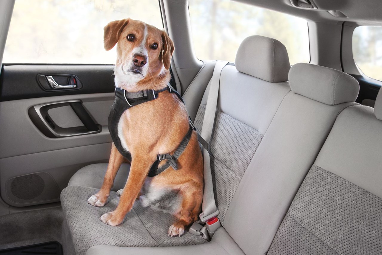 Köpguide: bästa bilbältet för hund Lycklig hund