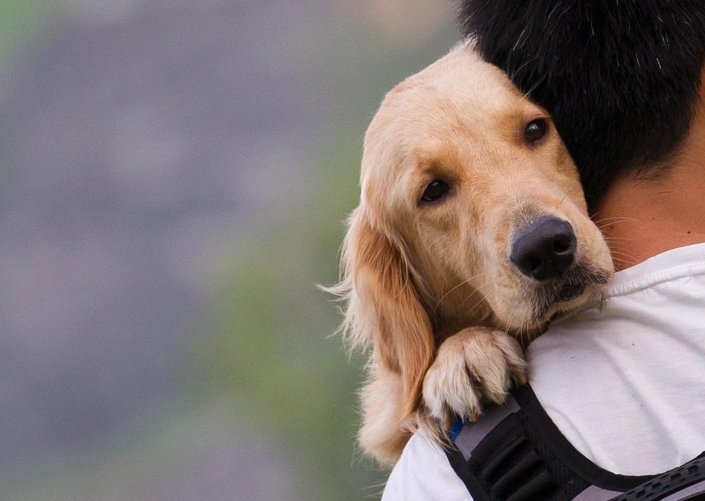 gå på arbejde beholder indsats Avliva en hund - Vad kostar det och hur går det till? - Lycklig hund